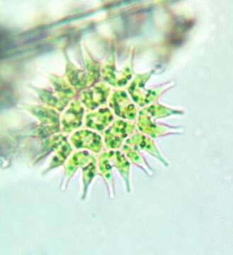 Image of Pseudopediastrum boryanum var. longicorne