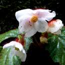 Image of Begonia cathcartii Hook. fil. & Thomson