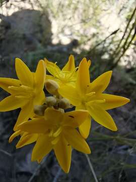 Image of Ixia odorata Ker Gawl.