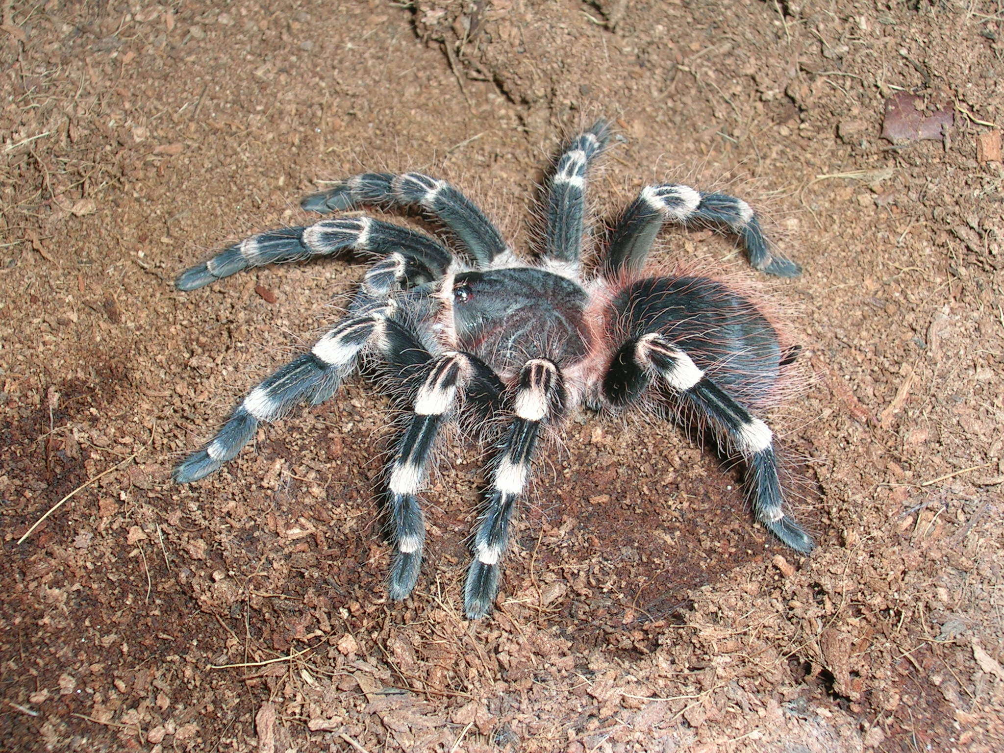 Image of Brazilian Whiteknee Tarantula