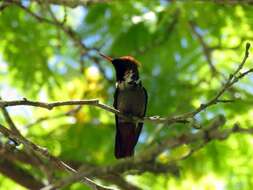 Lophornis magnificus (Vieillot 1817) resmi