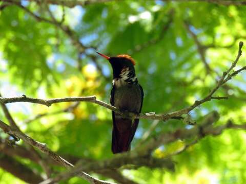 Слика од Lophornis magnificus (Vieillot 1817)