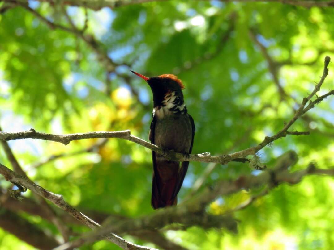 Lophornis magnificus (Vieillot 1817) resmi