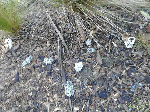 Image of basket fungi