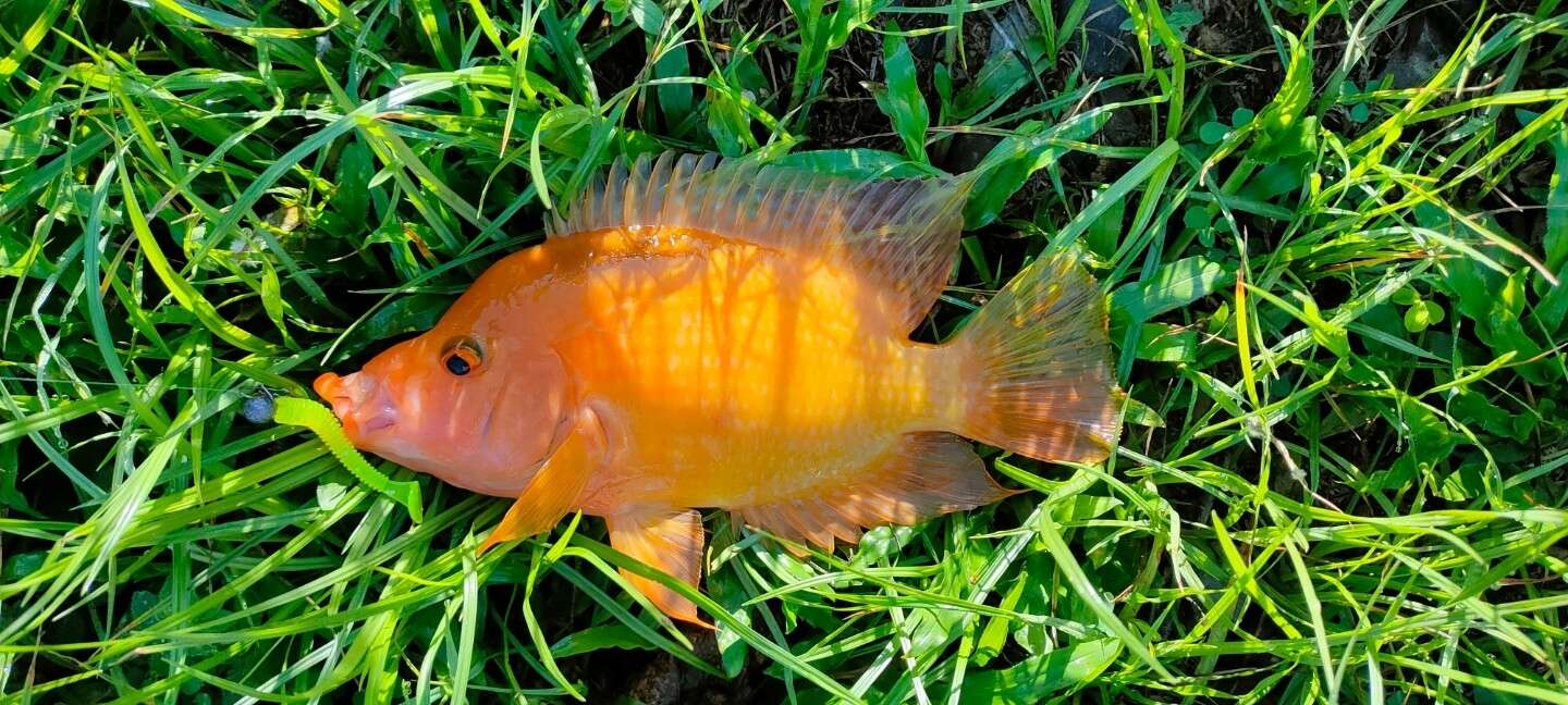 Image of Midas cichlid