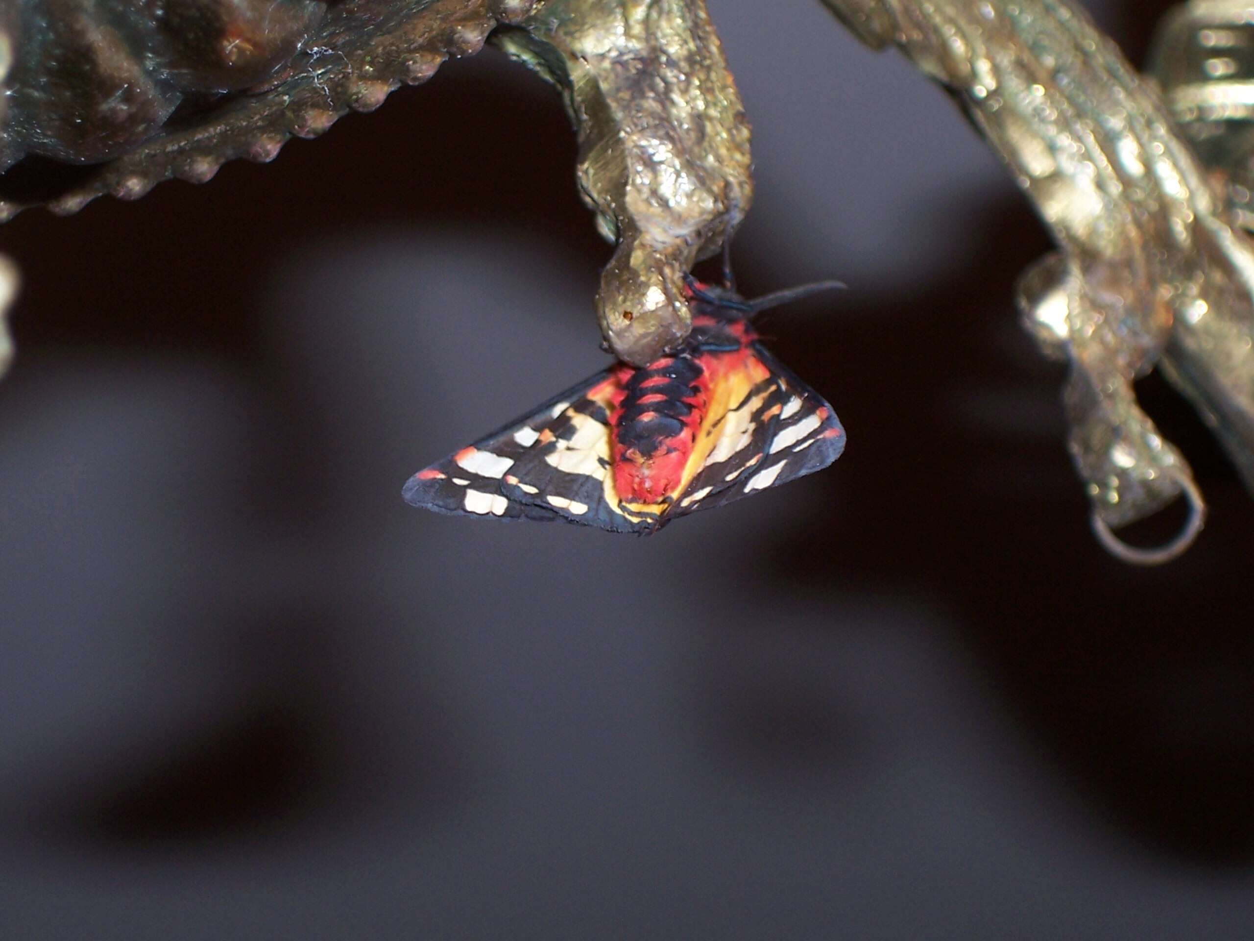 Image of Cream-spot Tiger