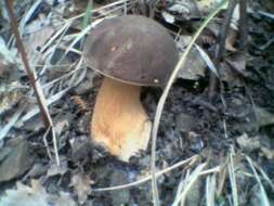 Image of Boletus aereus Bull. 1789