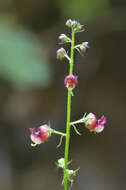 Image of Scrophularia olympica Boiss.