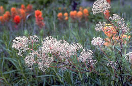 Image of ceanothus