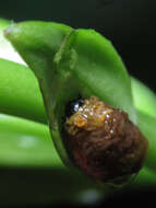 Image of Scarlet lily beetle