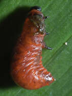 Image of Scarlet lily beetle