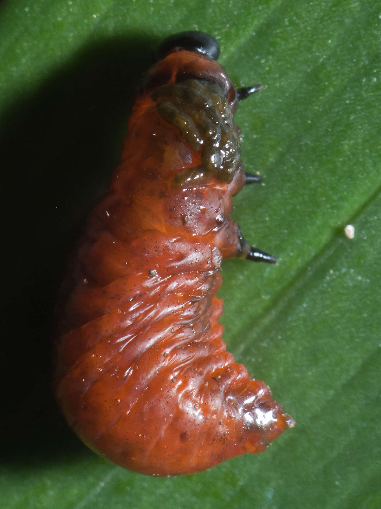 Image of Scarlet lily beetle