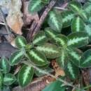 Image of Episcia lilacina Hanst.