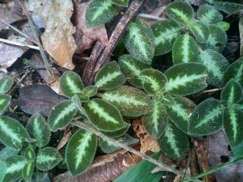 Imagem de Episcia lilacina Hanst.