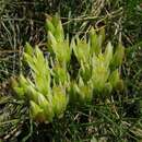 Sivun Petrosedum ochroleucum subsp. ochroleucum kuva
