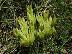 Image of European stonecrop