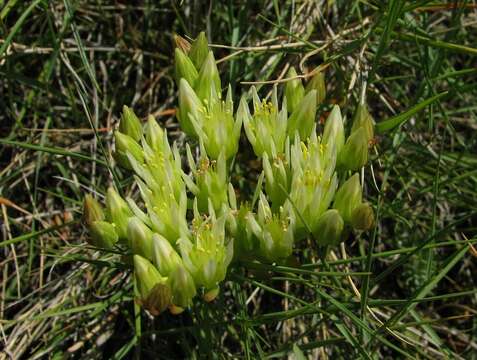 Image of European stonecrop