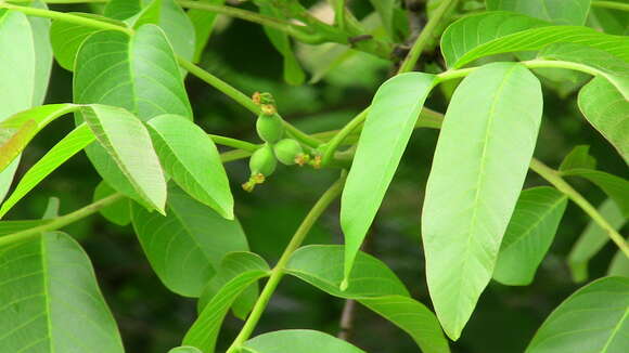 Image of Common walnut