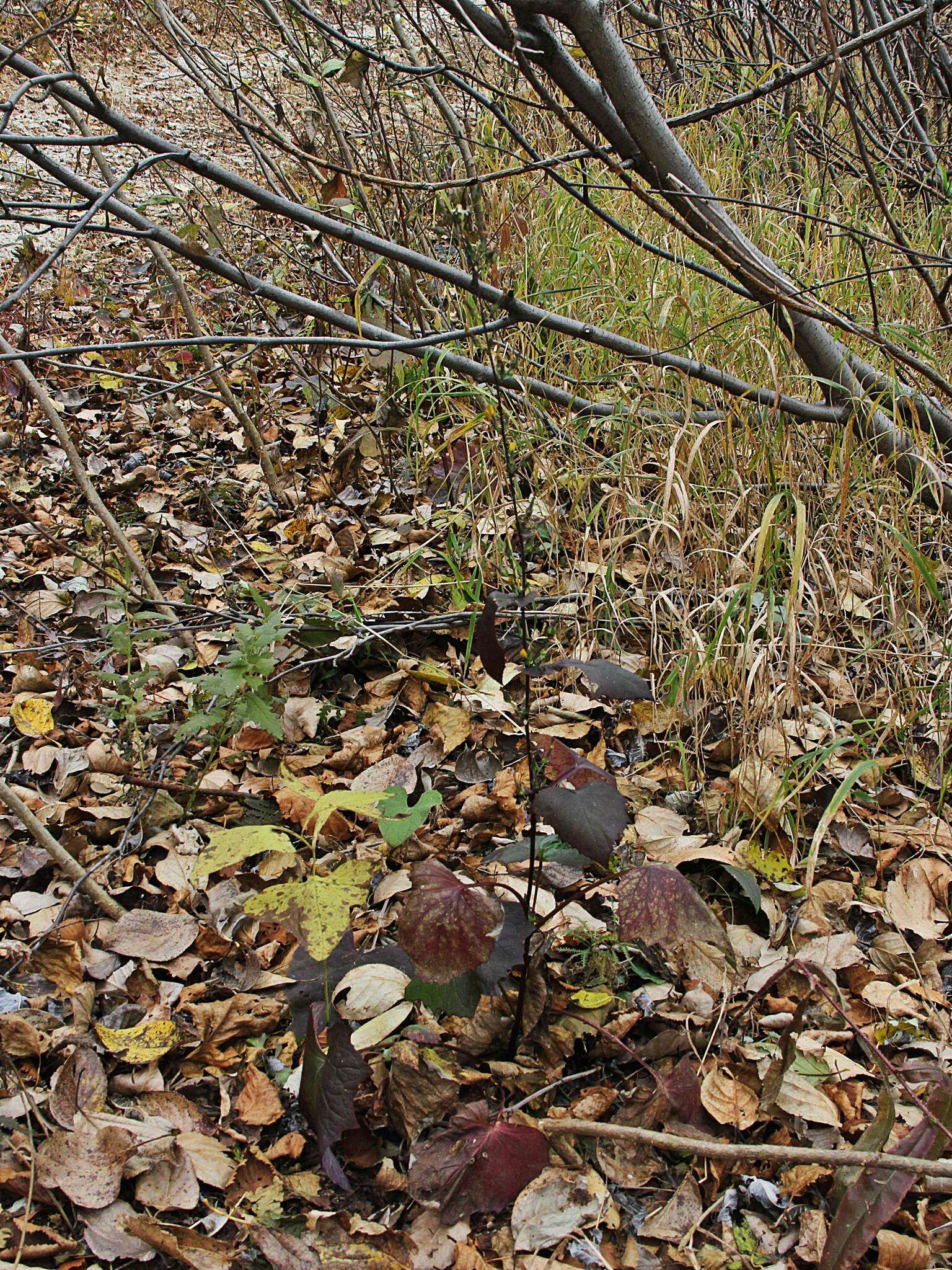 Image of Lactuca triangulata Maxim.