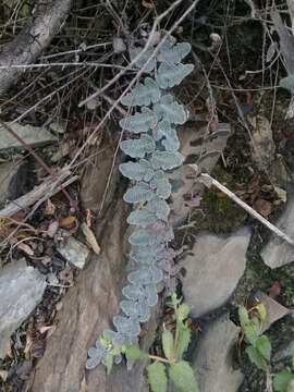 Image of hybrid cloakfern