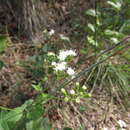 صورة Ageratina aromatica (L.) Spach