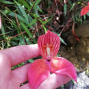 Image of Red Disa