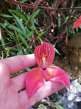 Image of Red Disa