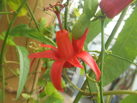 Image of Virgin Island passionflower