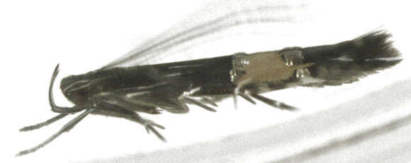 Image of Cosmopterix attenuatella Walker 1864