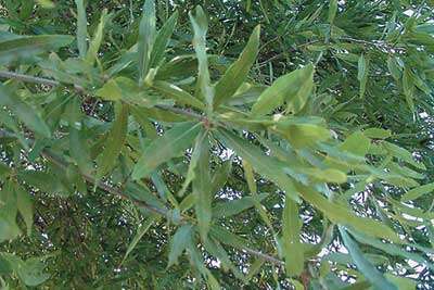 Image of Willow Oak