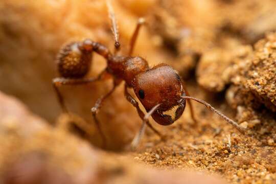 Image of Large Seed Harvesting Ant