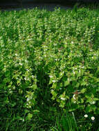 Image of white deadnettle