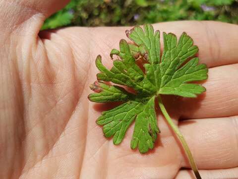 Image of Small-flowered Cranesbill