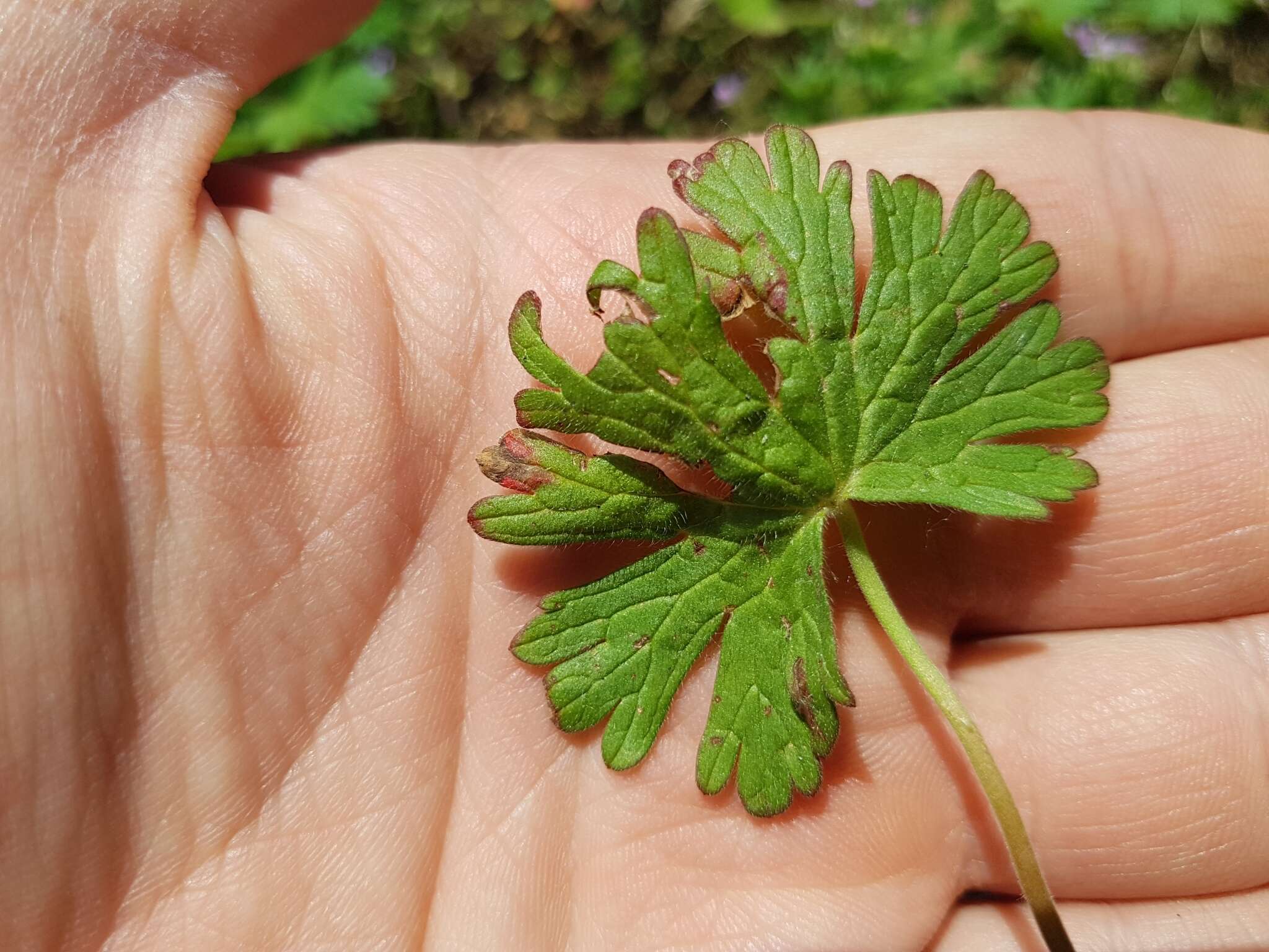 Imagem de Geranium pusillum L.