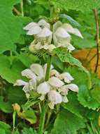 Image of white deadnettle