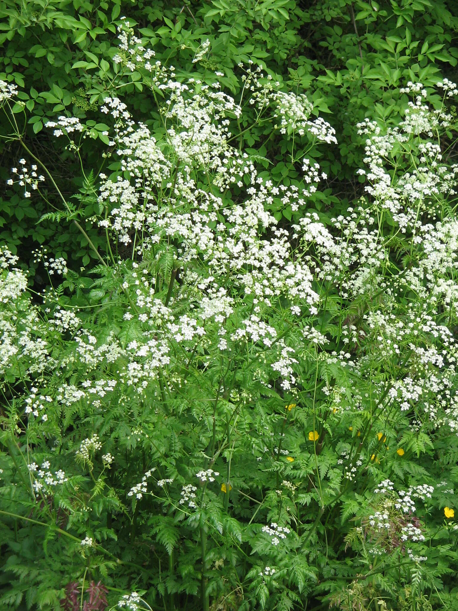 Imagem de Anthriscus sylvestris (L.) Hoffm.