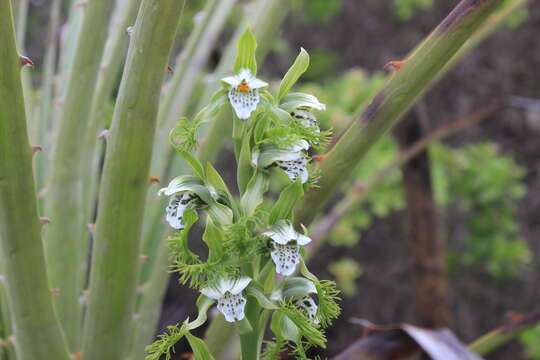 Bipinnula fimbriata (Poepp.) I. M. Johnst. resmi