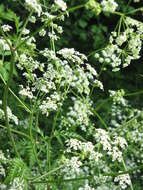 Imagem de Anthriscus sylvestris (L.) Hoffm.