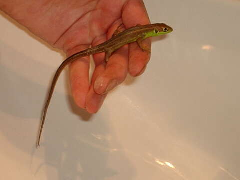 Image of Western Green Lizard