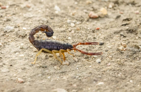 Image of Parabuthus villosus (Peters 1862)