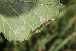 Image of Hazel Slender