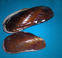 Image of Northern horse mussel