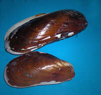 Image of Northern horse mussel