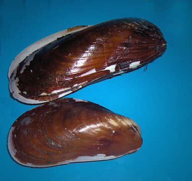 Image of Northern horse mussel