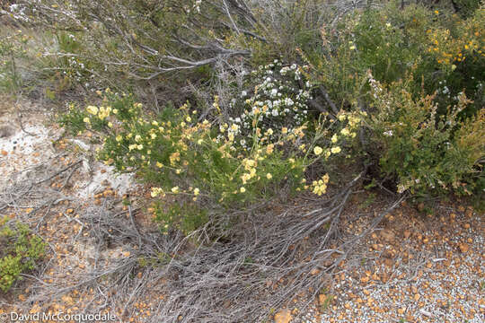 Imagem de Melaleuca systena L. A. Craven