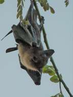 Image of Insular Flying Fox