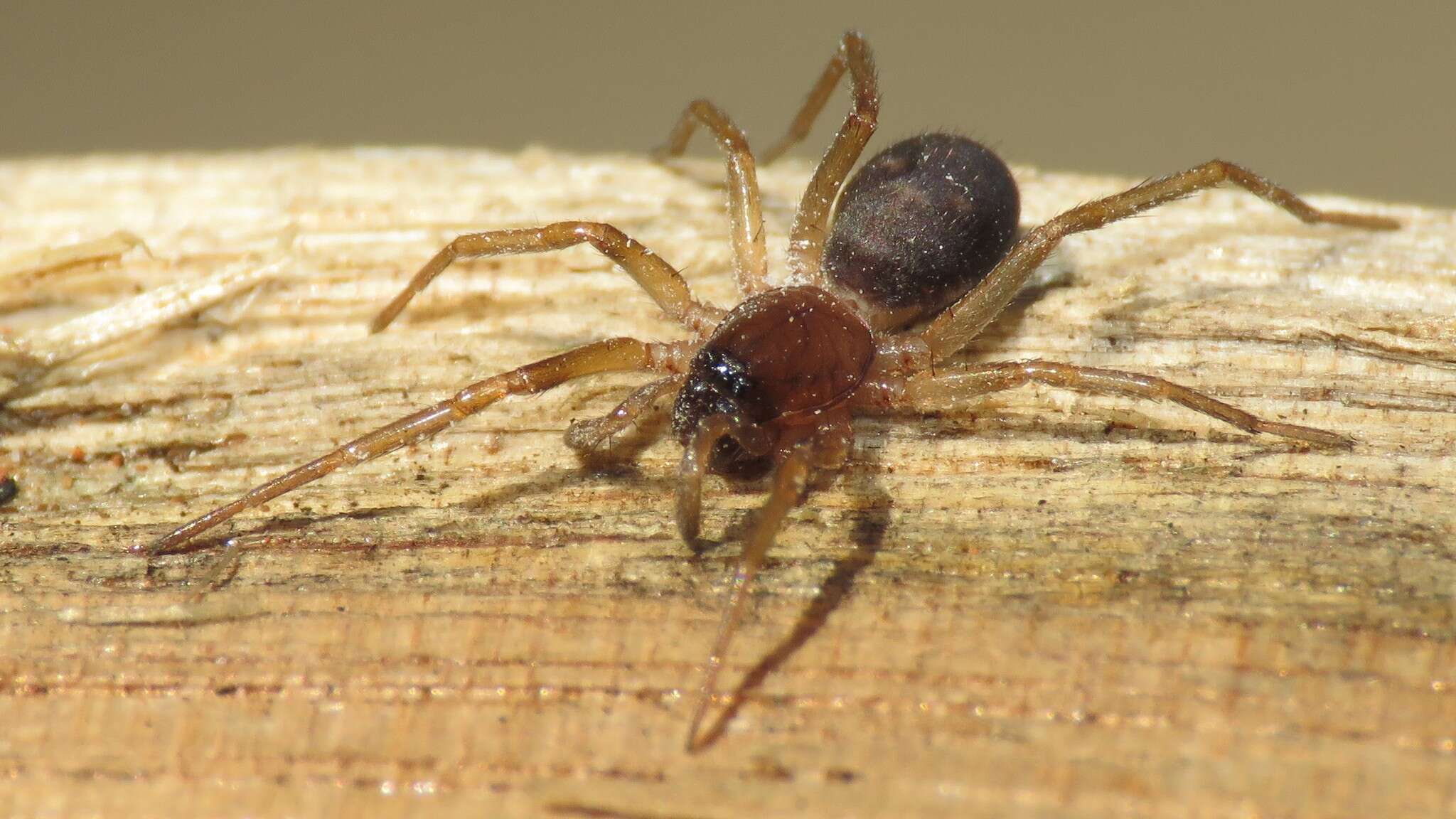 Image of Antmimic spider