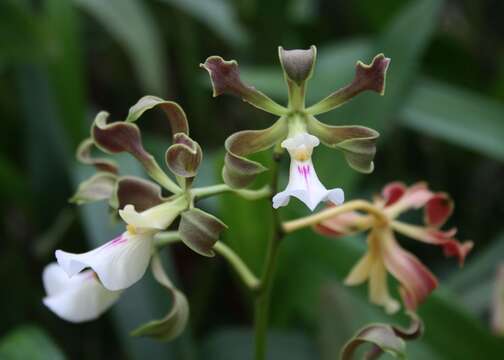 Image of Encyclia cordigera (Kunth) Dressler