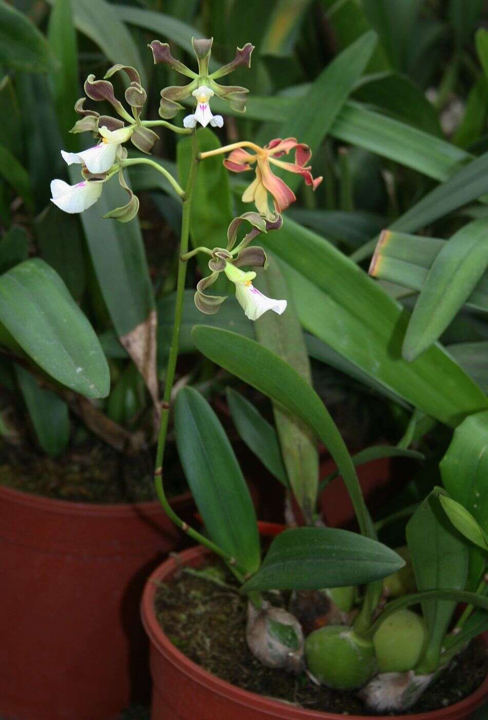 Image of Encyclia cordigera (Kunth) Dressler