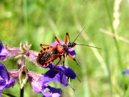 صورة Rhynocoris iracundus (Poda 1761)